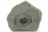 Curled Proetid (Gerastos) Trilobite Fossil - Morocco #377260-2